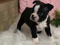 Blaze, a male Boston Terrier for sale in Fennimore, WI – 1 of 9