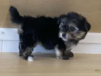 Lexi, a female Morkie for sale in Fennimore, WI – 7 of 10