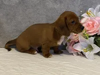 Slinky, a male Dachshund for sale in Fennimore, WI – Photo 6 of 10