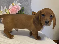 Slinky, a male Dachshund for sale in Fennimore, WI – Photo 5 of 10