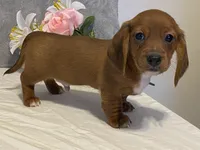 Slinky, a male Dachshund for sale in Fennimore, WI – Photo 9 of 10