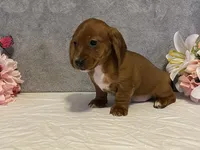 Slinky, a male Dachshund for sale in Fennimore, WI – Photo 3 of 10