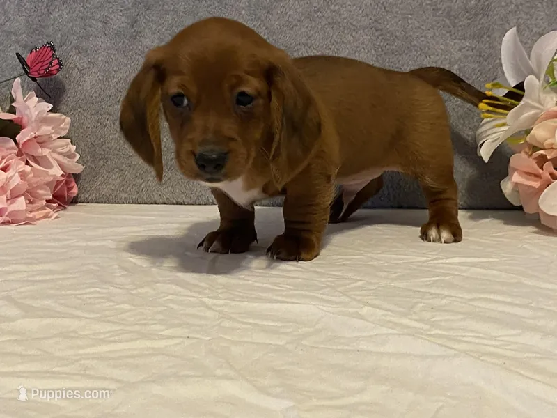 Slinky – Dachshund puppy for sale in Fennimore, WI