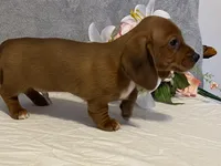 Slinky, a male Dachshund for sale in Fennimore, WI – Photo 4 of 10