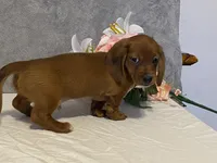 Slinky, a male Dachshund for sale in Fennimore, WI – Photo 8 of 10
