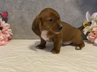 Slinky, a male Dachshund for sale in Fennimore, WI – Photo 2 of 10