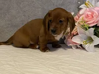 Slinky, a male Dachshund for sale in Fennimore, WI – Photo 7 of 10