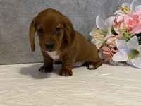 Slinky, a male Dachshund for sale in Fennimore, WI – Photo 10 of 10