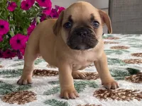 Puffer, a male French Bulldog for sale in Fennimore, WI – 3 of 10