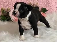 Blaze, a male Boston Terrier for sale in Fennimore, WI – 7 of 9