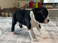 Pepe, a male Boston Terrier for sale in Fennimore, WI – 6 of 10