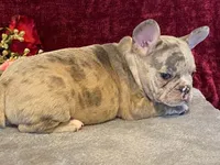 Baxter, a male French Bulldog for sale in Fennimore, WI – 10 of 10