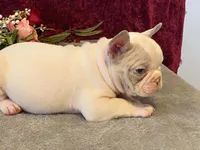 Panda, a male French Bulldog for sale in Fennimore, WI – 7 of 10