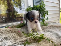 Pepsi, a male Cavapoo for sale in Fennimore, WI – 6 of 10