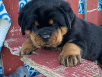 Rocky, a male Rottweiler for sale in Fennimore, WI – 8 of 10