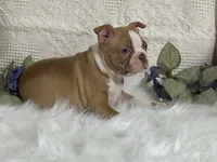 Yori, a male Boston Terrier for sale in Fennimore, WI – 7 of 10