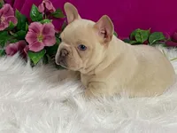 Zoey, a female Frenchton for sale in Fennimore, WI – 4 of 10