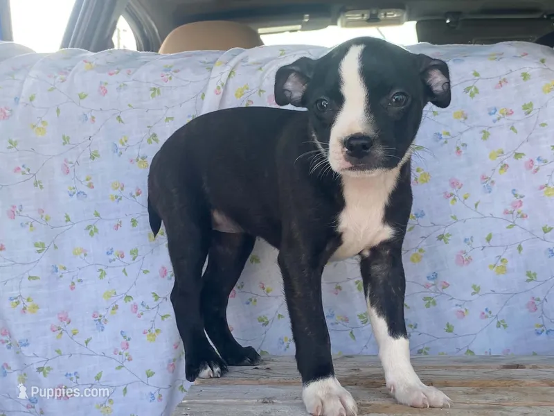Midnight – Boston Terrier, Fox Terrier puppy for sale in Fennimore, WI