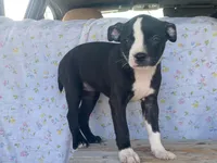 Midnight, a female Boston Terrier and Fox Terrier for sale in Fennimore, WI – 1 of 10