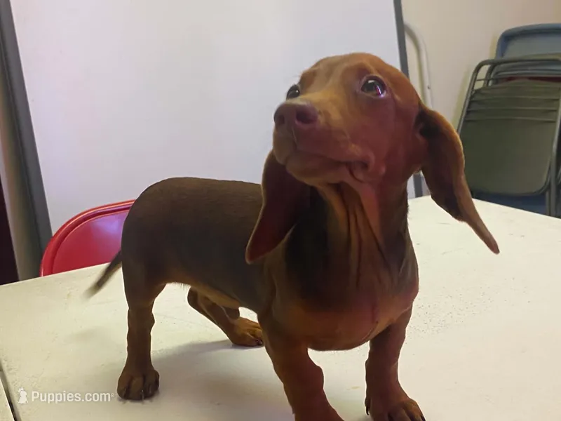 Reeses – Dachshund puppy for sale in Fennimore, WI