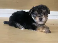 Puffy, a female Morkie for sale in Fennimore, WI – 7 of 10