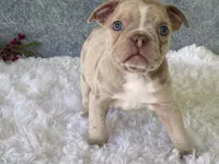 Franky, a male Frenchton for sale in Fennimore, WI – 6 of 10
