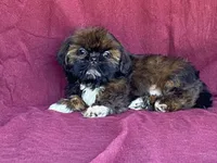 Ribbins, a female Shih Tzu for sale in Fennimore, WI – 9 of 10
