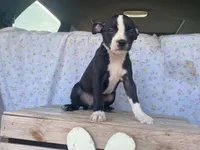 Midnight, a female Boston Terrier and Fox Terrier for sale in Fennimore, WI – 10 of 10