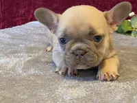 Fanny, a female French Bulldog for sale in Fennimore, WI – 7 of 10