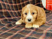 Jasmine, a female Cavachon for sale in Fennimore, WI – 3 of 10
