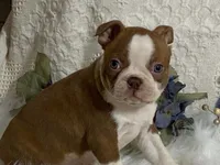 yeti, a male Boston Terrier for sale in Fennimore, WI – 7 of 9