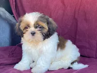 Billy, a male Shih Tzu for sale in Fennimore, WI – 8 of 10