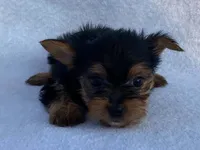 Chandler, a male Yorkshire Terrier for sale in Fennimore, WI – 9 of 10