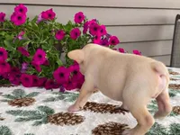 silver, a male French Bulldog for sale in Fennimore, WI – 3 of 10
