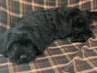 King, a male Cavalier King Charles Spaniel and Shih Tzu for sale in Fennimore, WI – 5 of 7