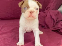 Hershey, a female Boston Terrier for sale in Fennimore, WI – 5 of 7
