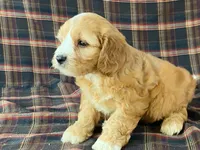 Jasmine, a female Cavachon for sale in Fennimore, WI – 8 of 10