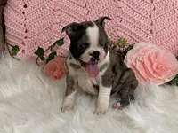 Barbie, a female Boston Terrier for sale in Fennimore, WI – 8 of 10