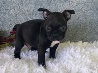 Potsy, a male Frenchton for sale in Fennimore, WI – 7 of 10