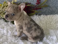 Sparkles, a female Frenchton for sale in Fennimore, WI – 2 of 7