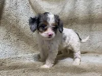 Daisy, a female Cavapoo for sale in Fennimore, WI – 10 of 10