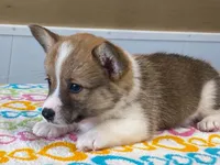 Trixie, a female Pembroke Welsh Corgi for sale in Fennimore, WI – 9 of 10