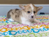 Pearl, a female Pembroke Welsh Corgi for sale in Fennimore, WI – 4 of 10
