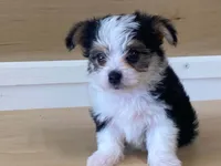 Princess, a female Morkie for sale in Fennimore, WI – 6 of 10
