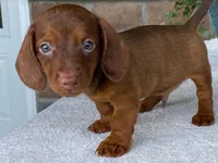 Reeses, a male Dachshund for sale in Fennimore, WI – 6 of 10