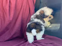 Buster, a male Shih Tzu for sale in Fennimore, WI – 4 of 10