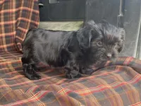 King, a male Cavalier King Charles Spaniel and Shih Tzu for sale in Fennimore, WI – 2 of 10