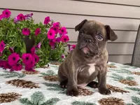 Spike, a male French Bulldog for sale in Fennimore, WI – 2 of 10