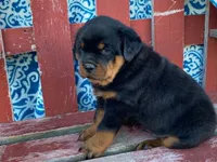 Fido, a male Rottweiler for sale in Fennimore, WI – 2 of 10