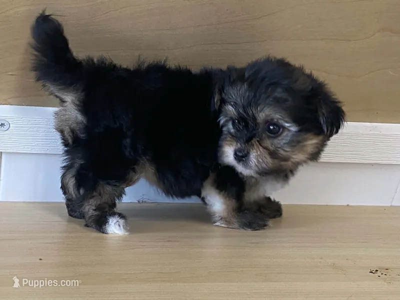 Lexi – Morkie puppy for sale in Fennimore, WI